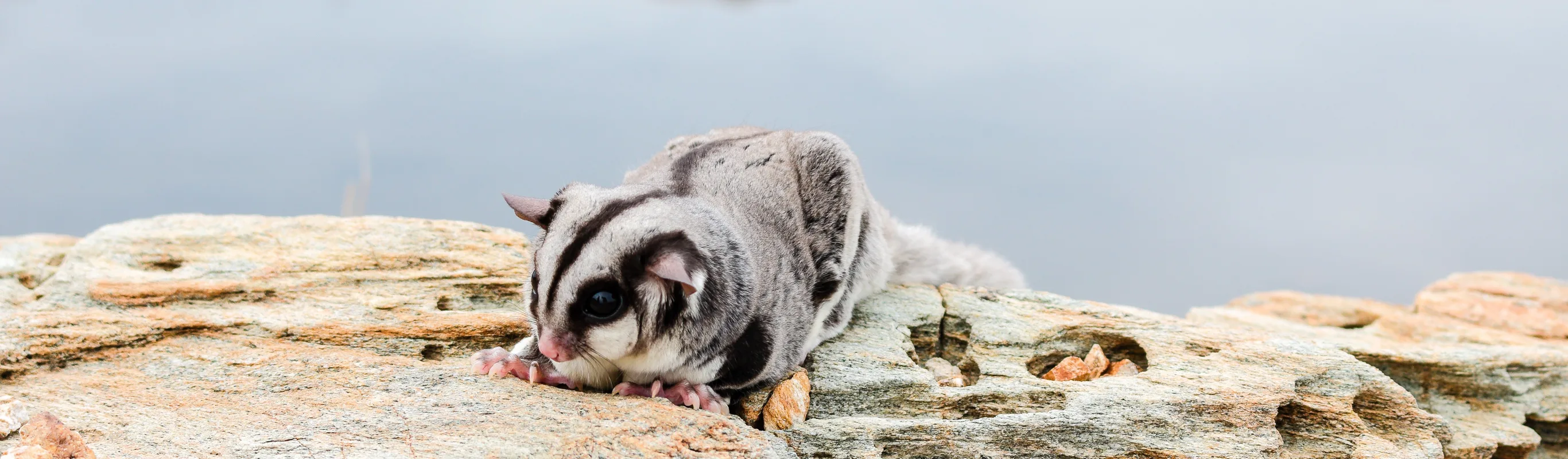 Black and White sugar glider laying on a bunch of rocks in the coastal area. 